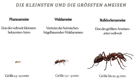 Gr��enunterschiede von Ameisenarten