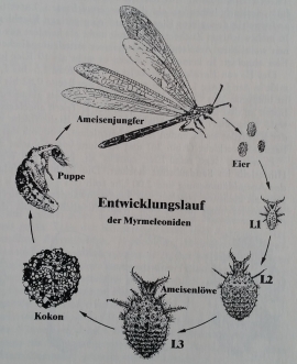 Fangtrichter des Ameisenlwen