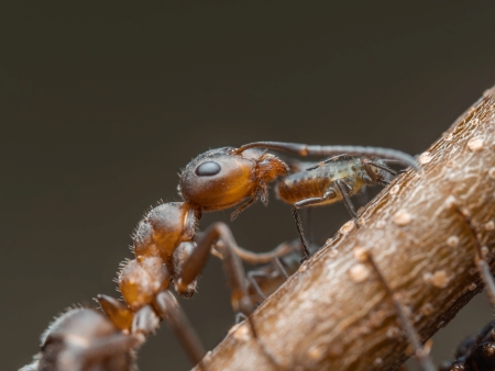 Waldameise <em>(Formica pratensis)</em> bewacht ihre Blattl�use