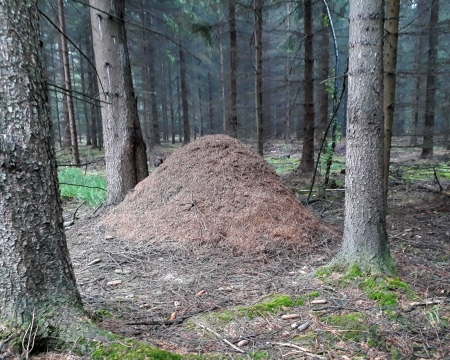 Nest der kleinen roten Waldameise (Formica polyctena)