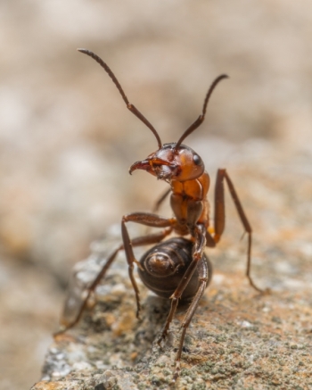 Rote Waldameise in Verteidigungshaltung