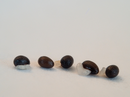 Samen mit Elaiosom des Schllkrauts (Chelidonium majus)