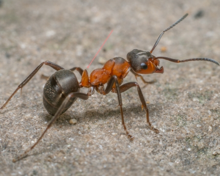 Die inneren Organe der Ameisen