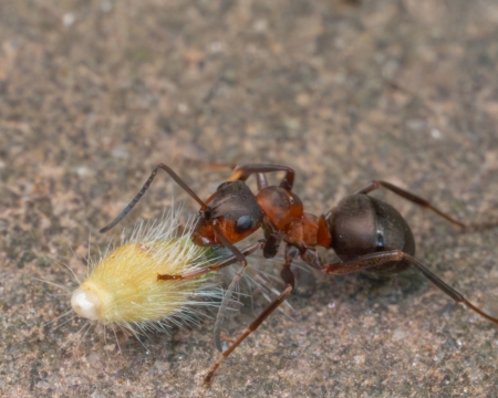 Waldameise mit Samen der Ackerwitwenblume (Knautia arvensis)