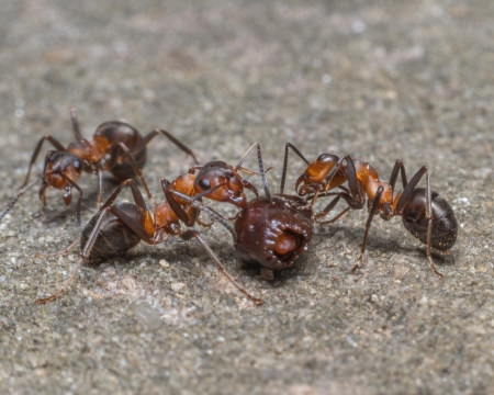 Waldameisen mit einem Samen des Beinwells (Symphytum officinale)