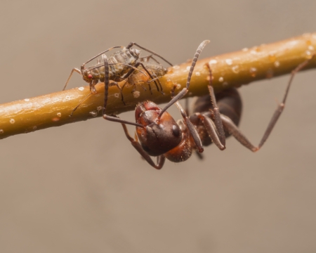 Ameise bewacht eine Blattlaus