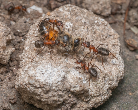 Ameise erbeutet ein Insekt