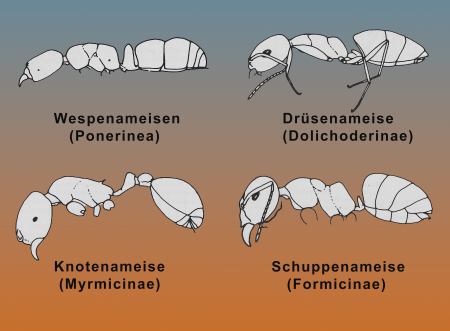 Unterfamilien der Ameisen