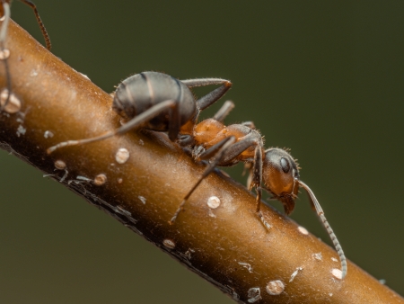 Waldameise (Formica pratensis) auf einem Birkenzweig