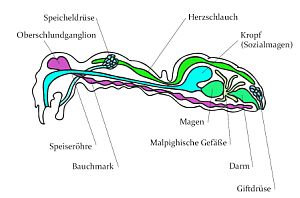 Die inneren Organe der Ameisen