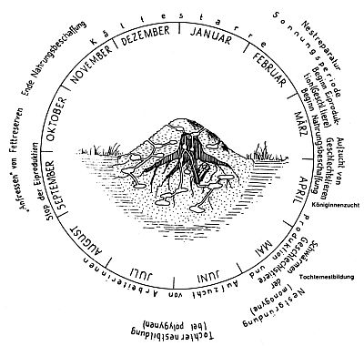 Jahreslauf im Ameisennest