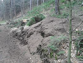 Durch Wegebau beschädigtes Nest