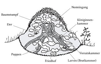 Aufbau eines Waldameisennestes