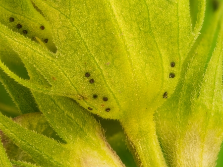 Makroaufnahme der Extrafloralen Nektarien des Acker-Wachtelweizens (Melampyrum arvense)