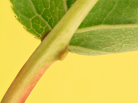 Makroaufnahme der Extrafloralen Nektarien am Blattstiel der gewöhnlichen Traubenkirsche