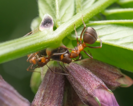 Waldameisen an den Extraflorale Nektarien einer Zaunwicke(Vicia sepium) 