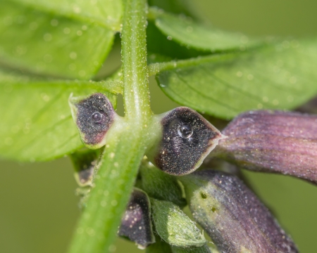 Makroaufnahme der Extrafloralen Nektarien der Zaunwicke