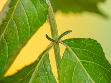 Makroaufnahme der Extrafloralen Nektarien des Schwarzer Holunders (Sambucus nigra)