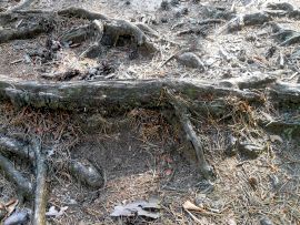 Nest der Blutroten Raubameisen (Formica sanguinea)