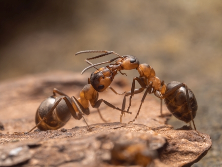 Zwei Waldameisen bei der Nahrungsbergabe