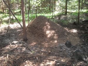 Nest der kahlrckigen Waldameisen