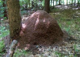 Nest der Kahlrckige Waldameise  
		(Formica polyctena)