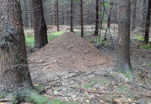 Nest formica polyctena