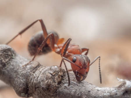 Makroaufnahme einer Roten Waldameise