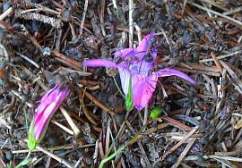 Ameisensäure verfärbt die Glockenblume