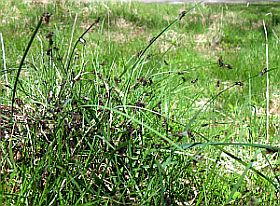 Geschlechtstiere vor dem Hochzeitsflug