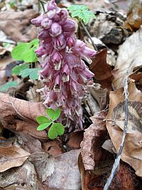 Schuppenwurz im Bärenhohl