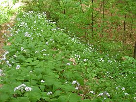 Hohnstein Brandstrae Forstsule am Forstgraben