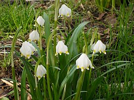 Märzenbecher im Polenztal
